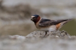 cave-swallow1