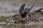 cave-swallow2
