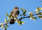 least-flycatcher-apple-blossums