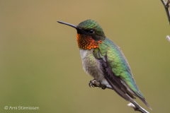 Ruby-throated Hummingbird 14 Ruby-throated Hummingbird 14