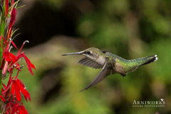 Ruby-throated Hummingbird 4