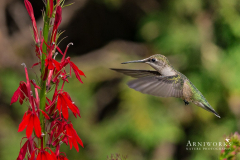 Ruby-throated Hummingbird 5