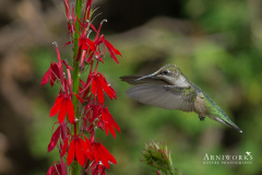 Ruby-throated Hummingbird 4a