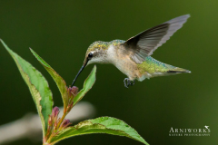 Ruby-throated Hummingbird 3