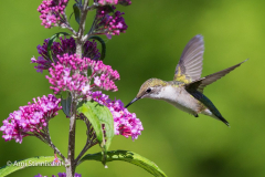 Ruby-throated Hummingbird 13 Ruby-throated Hummingbird 13