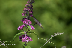 Ruby-throated Hummingbird 15 Ruby-throated Hummingbird 15