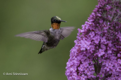 Ruby-throated Hummingbird 12 Ruby-throated Hummingbird 12