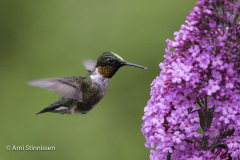 Ruby-throated Hummingbird 11 Ruby-throated Hummingbird 11