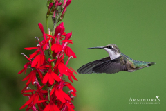 Ruby-throated Hummingbird 10 Ruby-throated Hummingbird 10