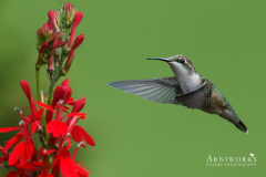 Ruby-throated Hummingbird 9