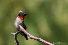 Ruby-throated Hummingbird 16