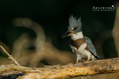 Belted Kingfisher 3 Belted Kingfisher 3