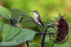 Ruby-throated Hummingbird 2