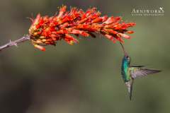 Broad-billed Hummingbird 1 Broad-billed Hummingbird 1