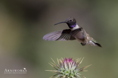 Black-chinned Hummingbird 1 Black-chinned Hummingbird 1