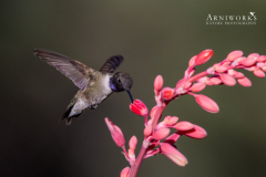 Black-chinned Hummingbird 3 Black-chinned Hummingbird 3