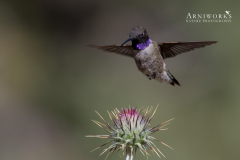 Black-chinned Hummingbird 2 Black-chinned Hummingbird 2