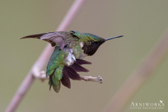 Ruby-throated Hummingbird 1 Ruby-throated Hummingbird 1