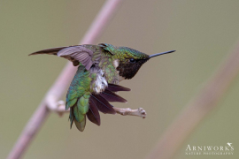 Ruby-throated Hummingbird 1 Ruby-throated Hummingbird 1