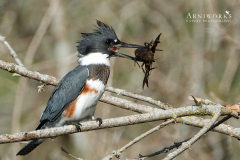 Belted Kingfisher 5