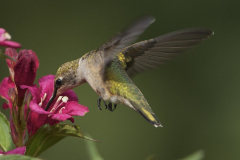 Ruby-throated Hummingbird 18