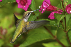 Ruby-throated Hummingbird 20