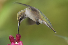 Ruby-throated Hummingbird 21