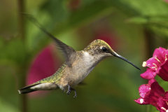 Ruby-throated Hummingbird 19