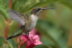 Ruby-throated Hummingbird 17