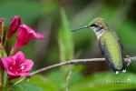 Ruby-throated Hummingbird 8