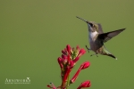 Ruby-throated Hummingbird 6