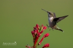 Ruby-throated Hummingbird 6
