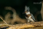 Belted Kingfisher 3