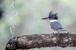 Belted Kingfisher 4