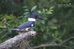 Belted Kingfisher 2