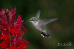 Ruby-throated Hummingbird 7