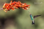 Broad-billed Hummingbird 4