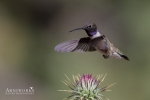 Black-chinned Hummingbird 1