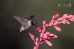 Black-chinned Hummingbird 3