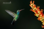 Broad-billed Hummingbird 3