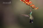 Broad-billed Hummingbird 2