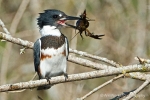 Belted Kingfisher 1