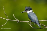 Belted Kingfisher 6