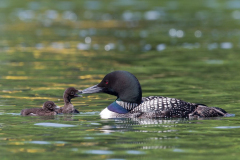 Loon-beak-peck