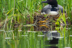 Loon-on-nest-AKS