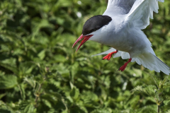 arctic-tern arctic-tern