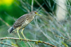 bcnheron bcnheron