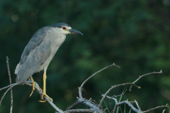 blcr-nigh-heron blcr-nigh-heron