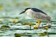 blk-crn-heron blk-crn-heron