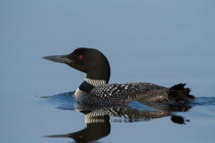 calm-loon calm-loon